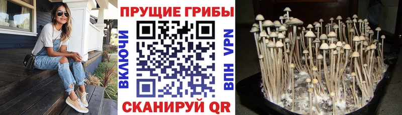 как найти наркотики  Кремёнки  Псилоцибиновые грибы Psilocybe 
